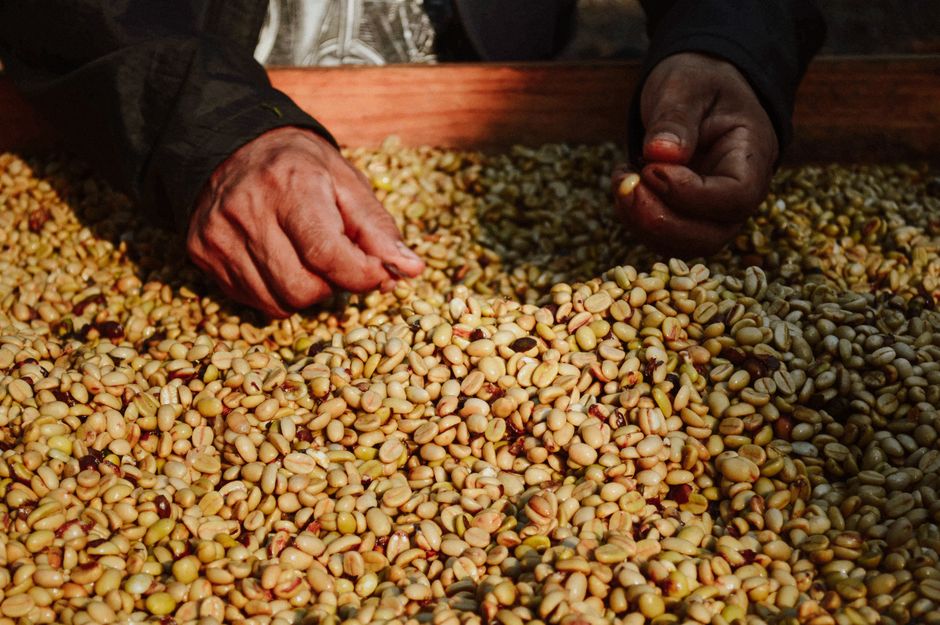 cara mengembangkan bisnis kopi di indonesia